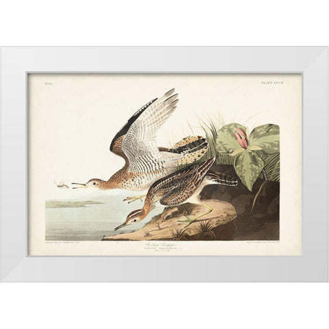Pl. 303 Bartram Sandpiper White Modern Wood Framed Art Print by Audubon, John James