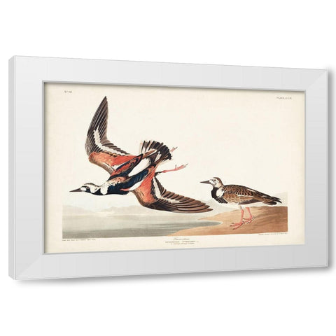 Pl. 304 Turn-stone White Modern Wood Framed Art Print by Audubon, John James