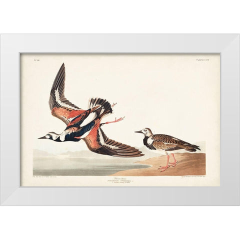 Pl. 304 Turn-stone White Modern Wood Framed Art Print by Audubon, John James