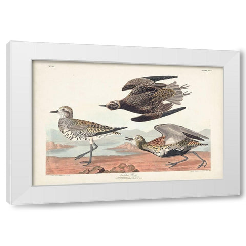 Pl. 300 Golden Plover White Modern Wood Framed Art Print by Audubon, John James