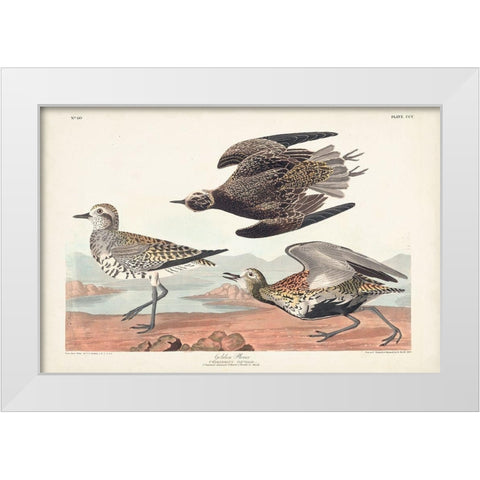 Pl. 300 Golden Plover White Modern Wood Framed Art Print by Audubon, John James