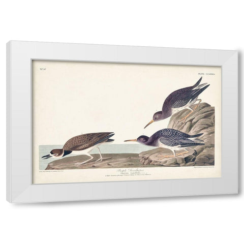 Pl. 284 Purple Sandpiper White Modern Wood Framed Art Print by Audubon, John James