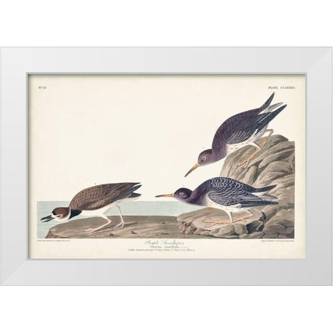 Pl. 284 Purple Sandpiper White Modern Wood Framed Art Print by Audubon, John James