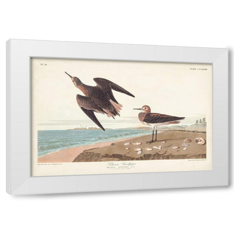 Pl. 278 Schins Sandpiper White Modern Wood Framed Art Print by Audubon, John James