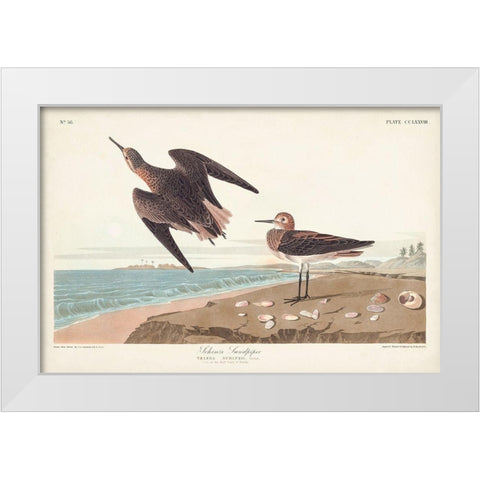 Pl. 278 Schins Sandpiper White Modern Wood Framed Art Print by Audubon, John James
