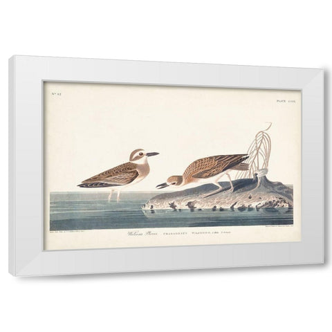 Pl. 209 Wilsons Plover White Modern Wood Framed Art Print by Audubon, John James