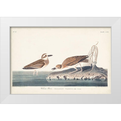 Pl. 209 Wilsons Plover White Modern Wood Framed Art Print by Audubon, John James
