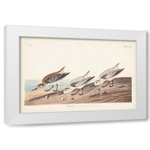 Pl. 230 Sanderling White Modern Wood Framed Art Print by Audubon, John James