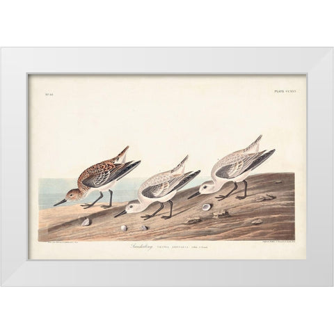 Pl. 230 Sanderling White Modern Wood Framed Art Print by Audubon, John James