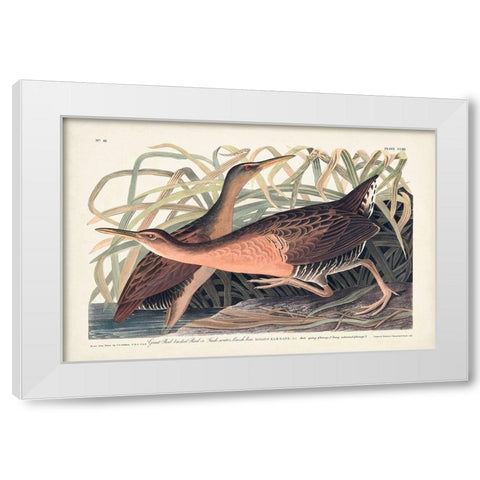 Pl. 203 Great Red-breasted Rail White Modern Wood Framed Art Print by Audubon, John James