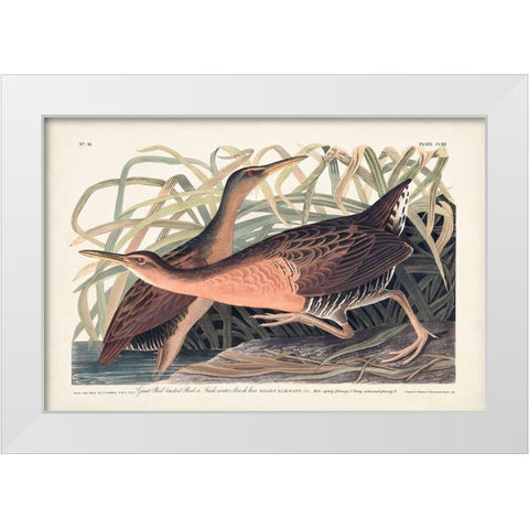 Pl. 203 Great Red-breasted Rail White Modern Wood Framed Art Print by Audubon, John James