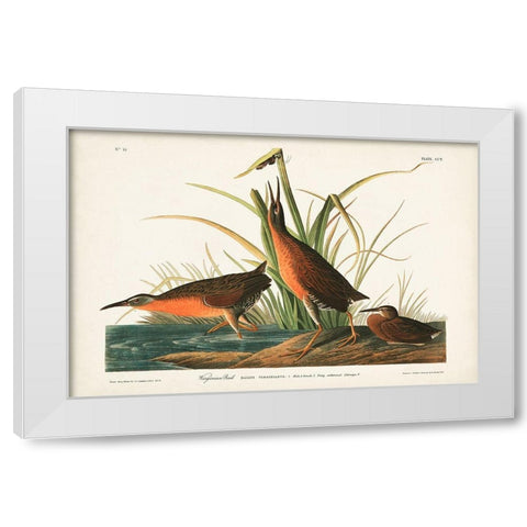 Pl. 205 Virginian Rail White Modern Wood Framed Art Print by Audubon, John James
