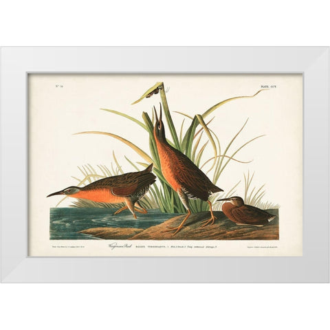 Pl. 205 Virginian Rail White Modern Wood Framed Art Print by Audubon, John James