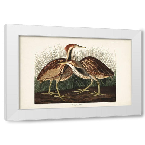 Pl. 337 American Bittern White Modern Wood Framed Art Print by Audubon, John James