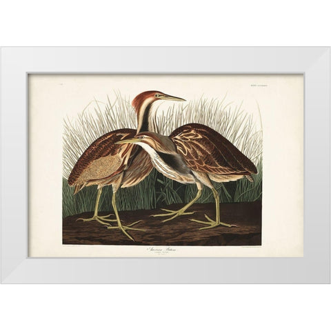 Pl. 337 American Bittern White Modern Wood Framed Art Print by Audubon, John James