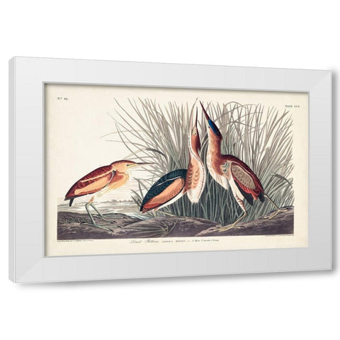 Pl. 210 Least Bittern White Modern Wood Framed Art Print by Audubon, John James