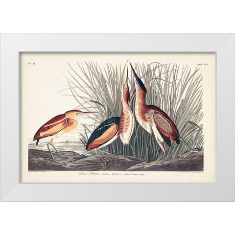 Pl. 210 Least Bittern White Modern Wood Framed Art Print by Audubon, John James