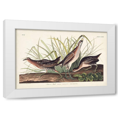 Pl. 233 Rail White Modern Wood Framed Art Print by Audubon, John James