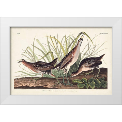 Pl. 233 Rail White Modern Wood Framed Art Print by Audubon, John James