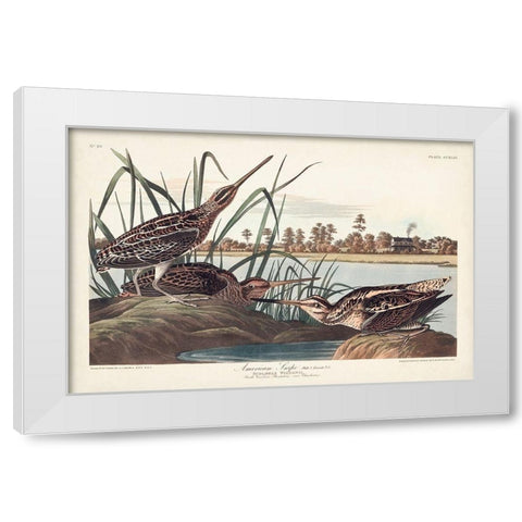 Pl. 243 American Snipe White Modern Wood Framed Art Print by Audubon, John James