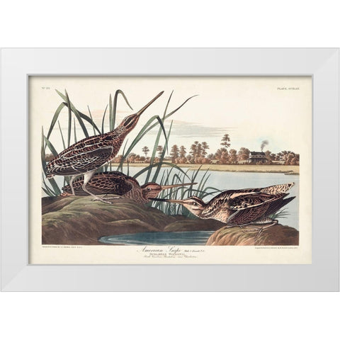 Pl. 243 American Snipe White Modern Wood Framed Art Print by Audubon, John James