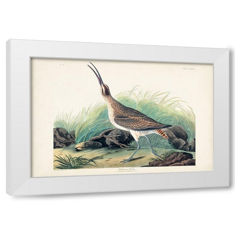Pl. 237 Hudsonian Curlew White Modern Wood Framed Art Print by Audubon, John James