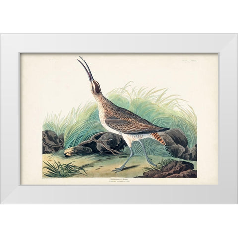 Pl. 237 Hudsonian Curlew White Modern Wood Framed Art Print by Audubon, John James