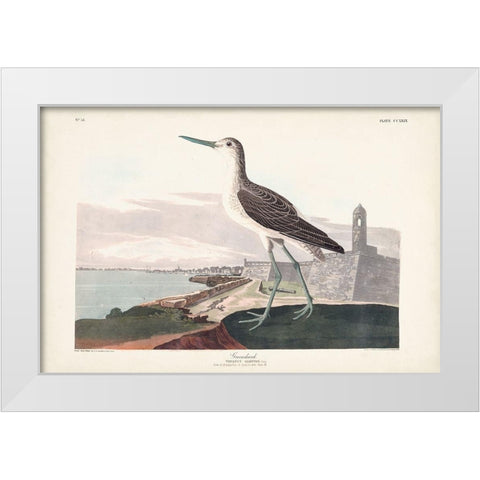 Pl. 269 Greenshank White Modern Wood Framed Art Print by Audubon, John James