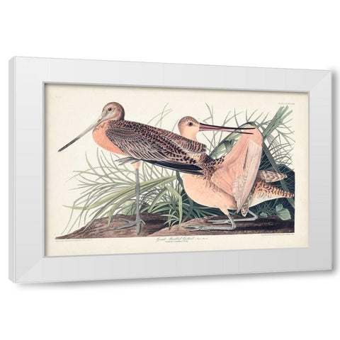 Pl. 238 Great Marbled Godwit White Modern Wood Framed Art Print by Audubon, John James