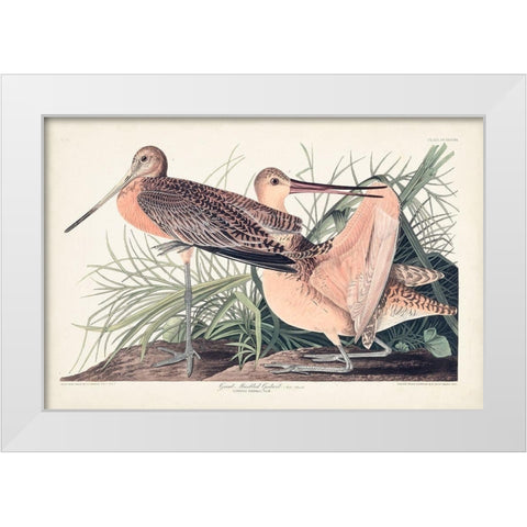 Pl. 238 Great Marbled Godwit White Modern Wood Framed Art Print by Audubon, John James