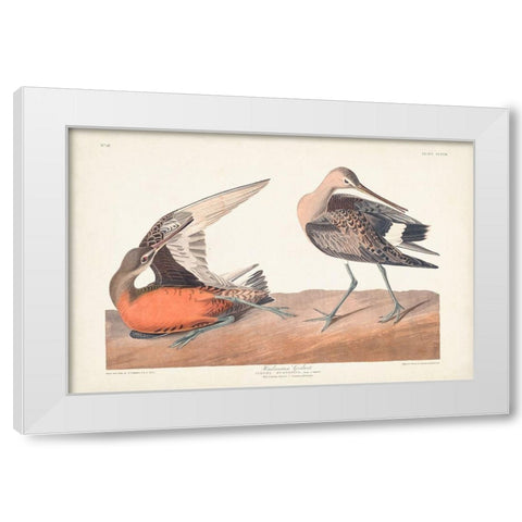 Pl. 258 Hudsonian Godwit White Modern Wood Framed Art Print by Audubon, John James