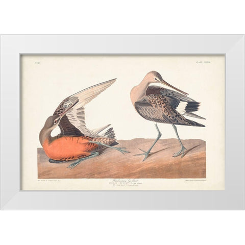 Pl. 258 Hudsonian Godwit White Modern Wood Framed Art Print by Audubon, John James