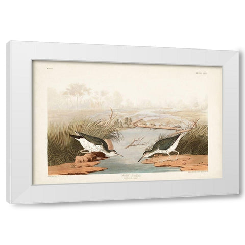 Pl. 310 Spotted Sandpiper White Modern Wood Framed Art Print by Audubon, John James