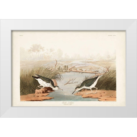 Pl. 310 Spotted Sandpiper White Modern Wood Framed Art Print by Audubon, John James
