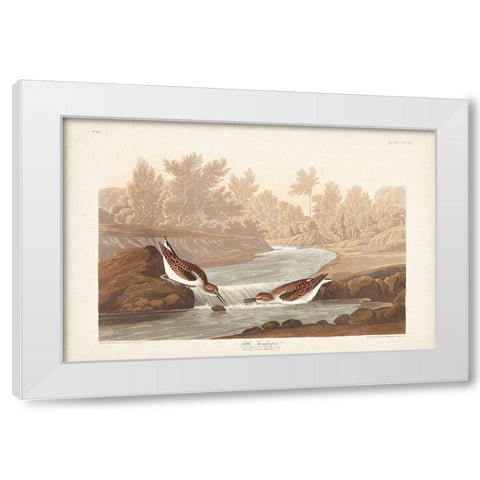 Pl. 320 Little Sandpiper White Modern Wood Framed Art Print by Audubon, John James