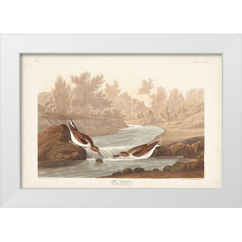 Pl. 320 Little Sandpiper White Modern Wood Framed Art Print by Audubon, John James