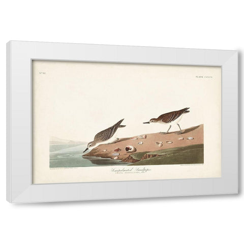 Pl. 405 Semipalmated Sandpiper White Modern Wood Framed Art Print by Audubon, John James