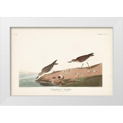 Pl. 405 Semipalmated Sandpiper White Modern Wood Framed Art Print by Audubon, John James