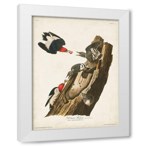 Pl. 27 Red-headed Woodpecker White Modern Wood Framed Art Print by Audubon, John James