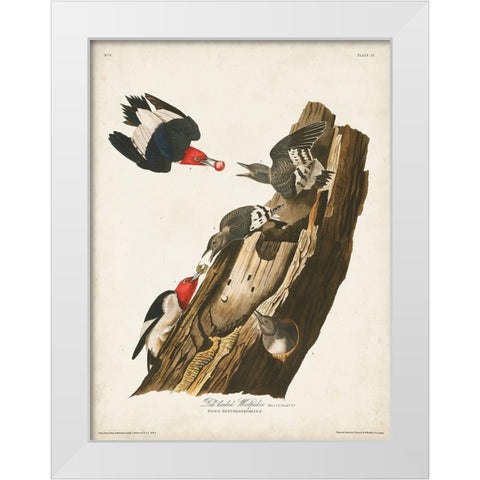 Pl. 27 Red-headed Woodpecker White Modern Wood Framed Art Print by Audubon, John James