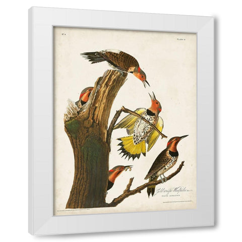 Pl. 37 Gold-winged Woodpecker White Modern Wood Framed Art Print by Audubon, John James