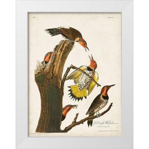 Pl. 37 Gold-winged Woodpecker White Modern Wood Framed Art Print by Audubon, John James