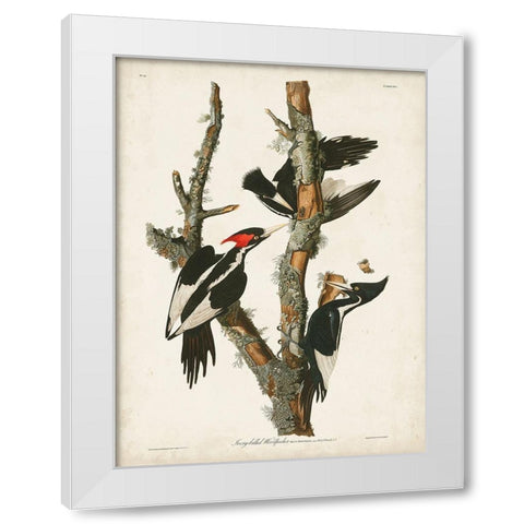 Pl. 66 Ivory-billed Woodpecker White Modern Wood Framed Art Print by Audubon, John James