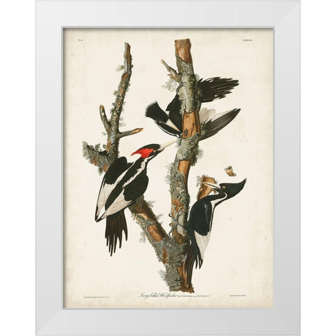 Pl. 66 Ivory-billed Woodpecker White Modern Wood Framed Art Print by Audubon, John James