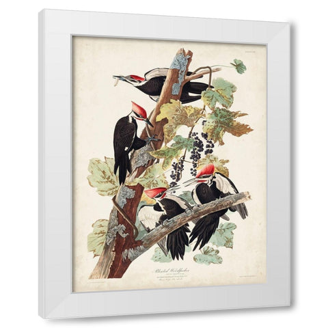 Pl. 111 Pileated Woodpecker White Modern Wood Framed Art Print by Audubon, John James