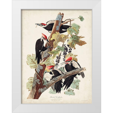 Pl. 111 Pileated Woodpecker White Modern Wood Framed Art Print by Audubon, John James