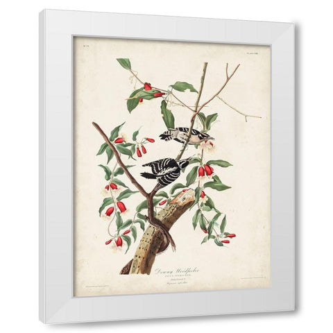 Pl. 112 Downy Woodpecker White Modern Wood Framed Art Print by Audubon, John James