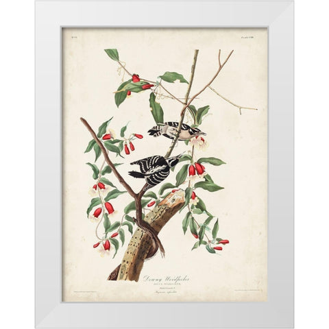 Pl. 112 Downy Woodpecker White Modern Wood Framed Art Print by Audubon, John James