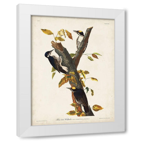 Pl. 132 Three-toed Woodpecker White Modern Wood Framed Art Print by Audubon, John James
