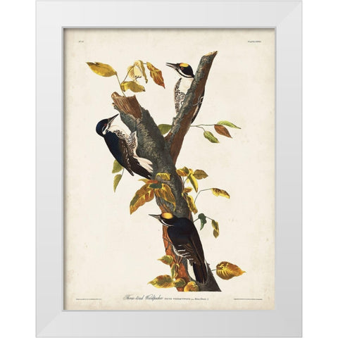 Pl. 132 Three-toed Woodpecker White Modern Wood Framed Art Print by Audubon, John James
